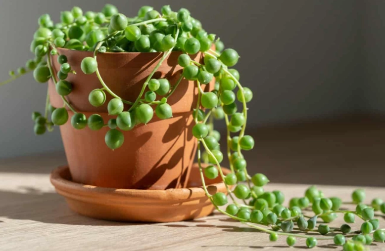 care for string of pearls