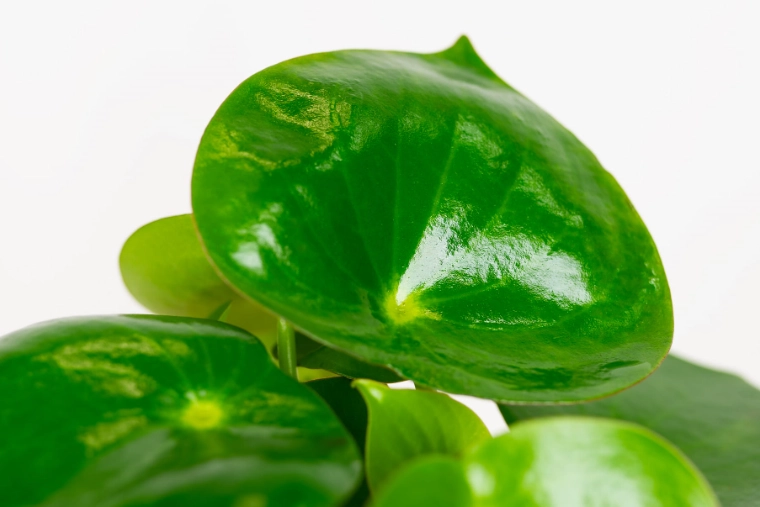 raindrop peperomia propagation