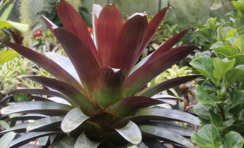 red bromeliad
