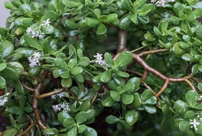 jade tree care jade tree care