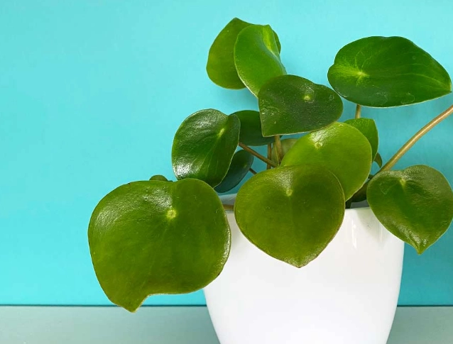 raindrop peperomia care