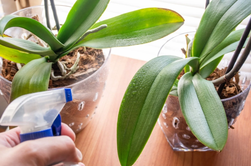 watering orchids correctly watering orchids correctly