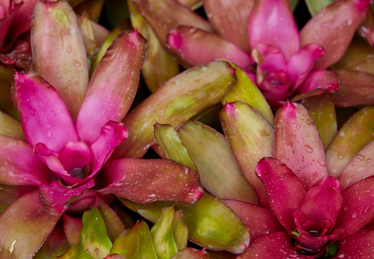 red bromeliad plant red bromeliad plant
