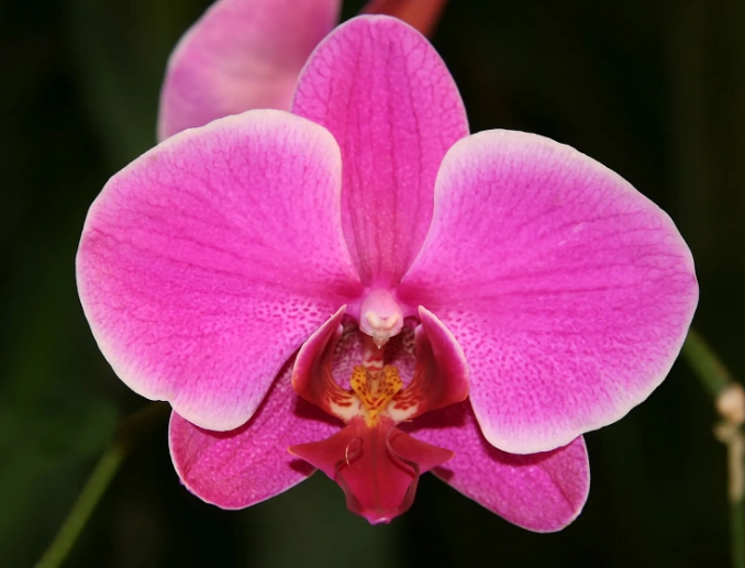 phalaenopsis orchid