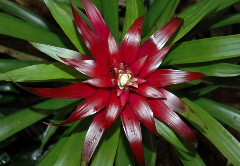 red bromeliad plant red bromeliad plant