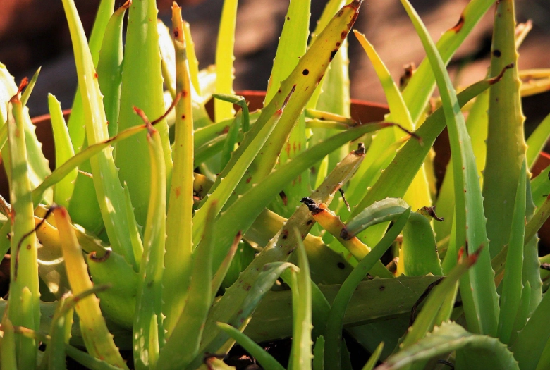 how much sun for aloe vera how much sun for aloe vera