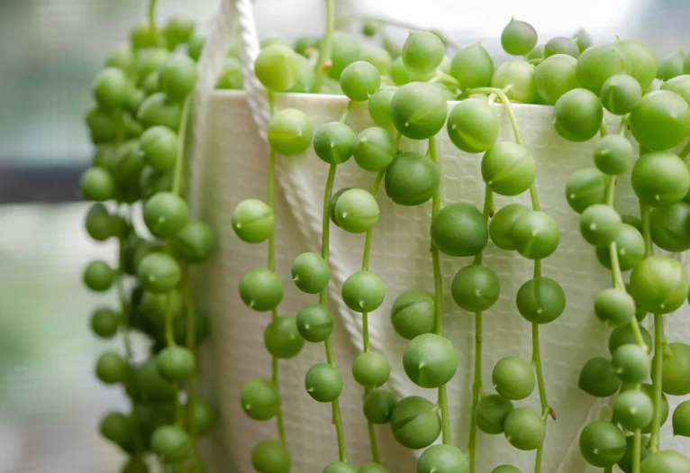 string of pearls plant care