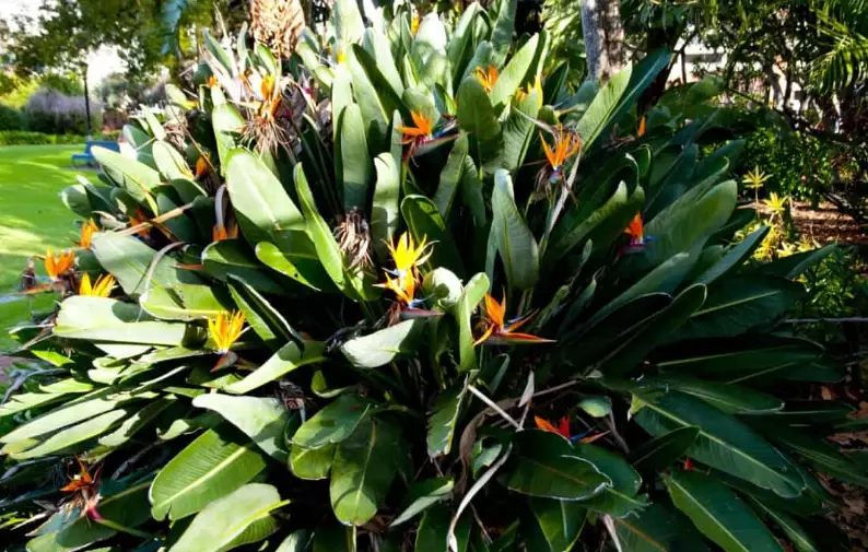 strelitzia care