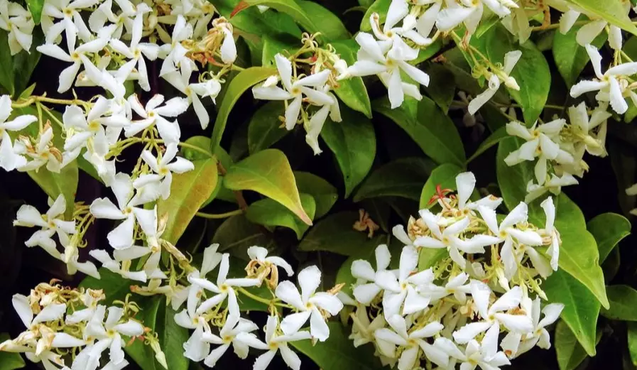 jasmine trellis ideas