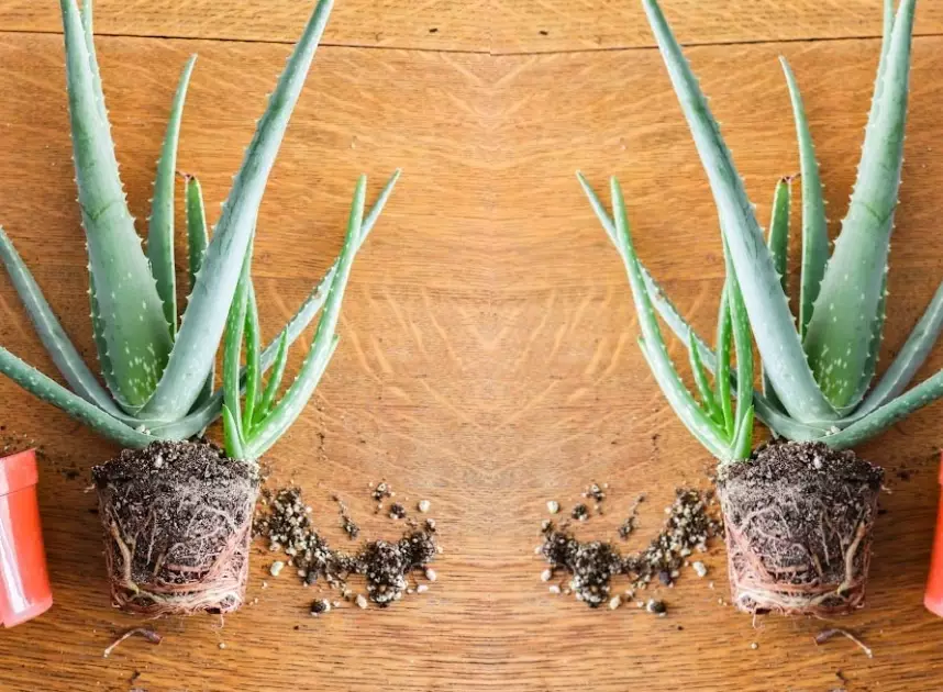 how to grow aloe vera how to grow aloe vera