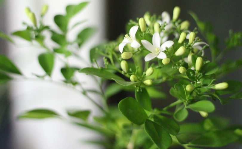 jasmine trellis ideas