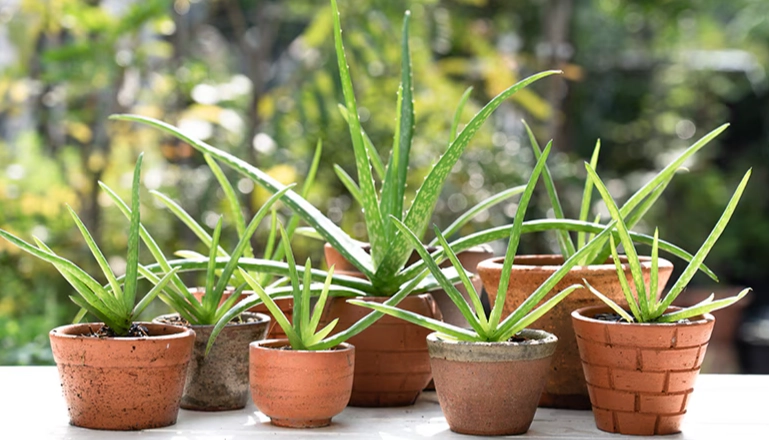 aloe vera plant benefits aloe vera plant benefits