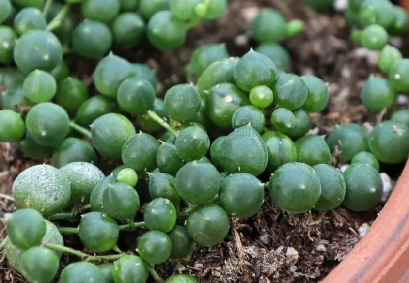 string of pearls watering