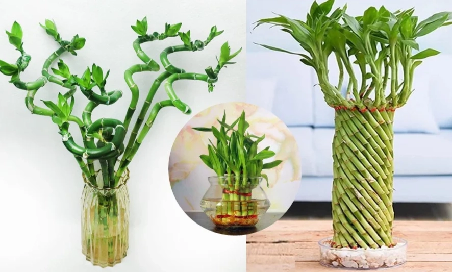 how to care for lucky bamboo
