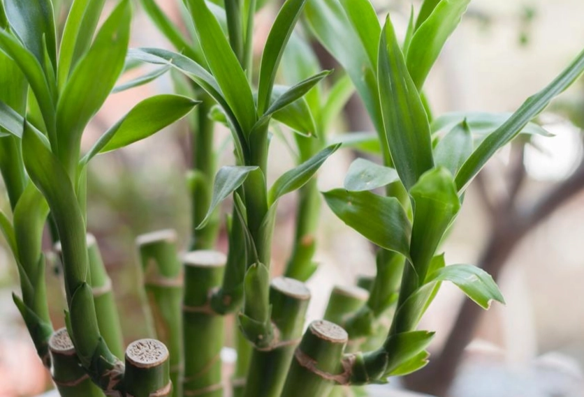 how to care for lucky bamboo