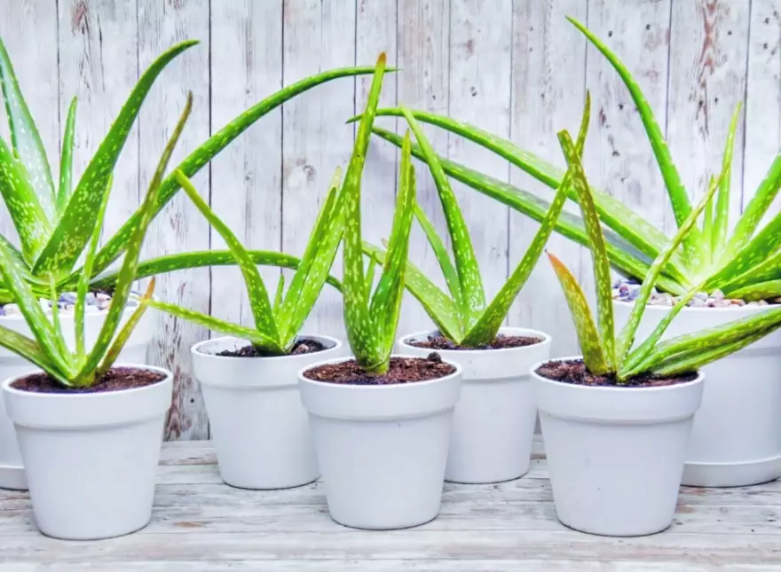 aloe vera plant care aloe vera plant care