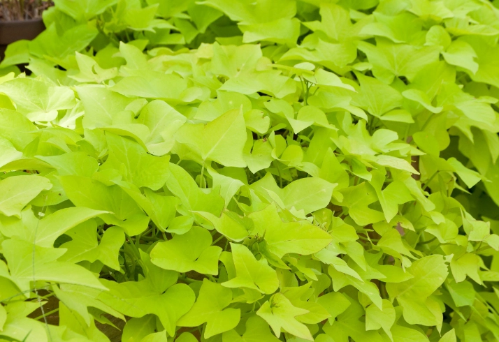 potato vine plant care