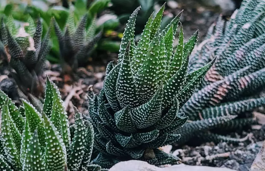 how to water haworthia