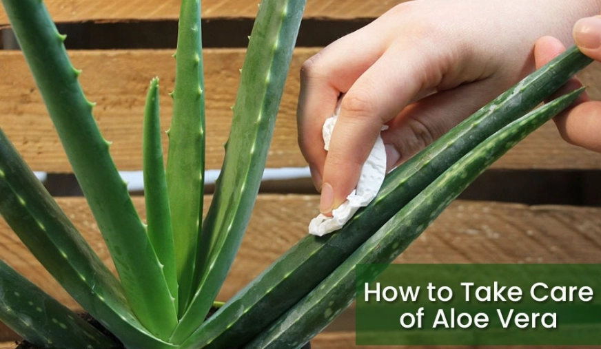 aloe vera plant care aloe vera plant care