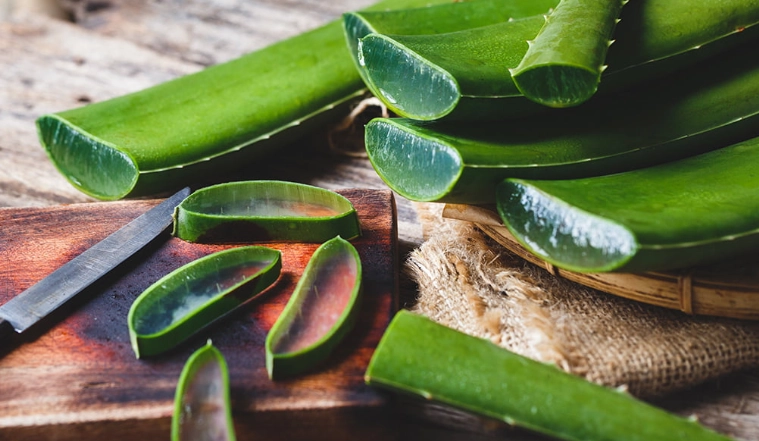 aloe vera plant benefits aloe vera plant benefits