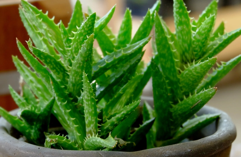 aloe vera watering aloe vera watering