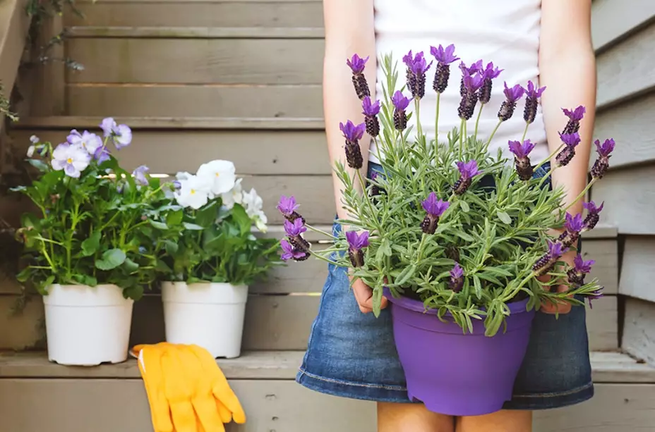 best soil for potted lavender