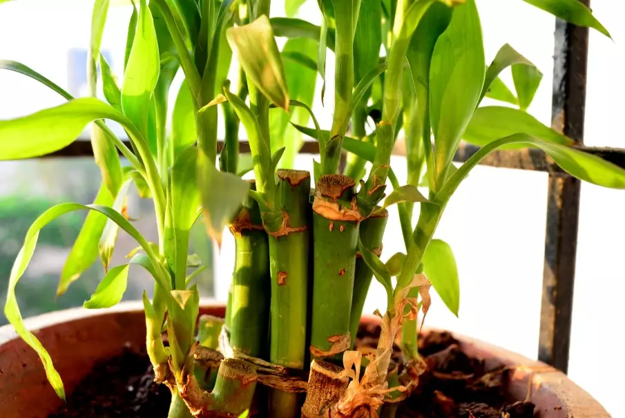 lucky bamboo plant care