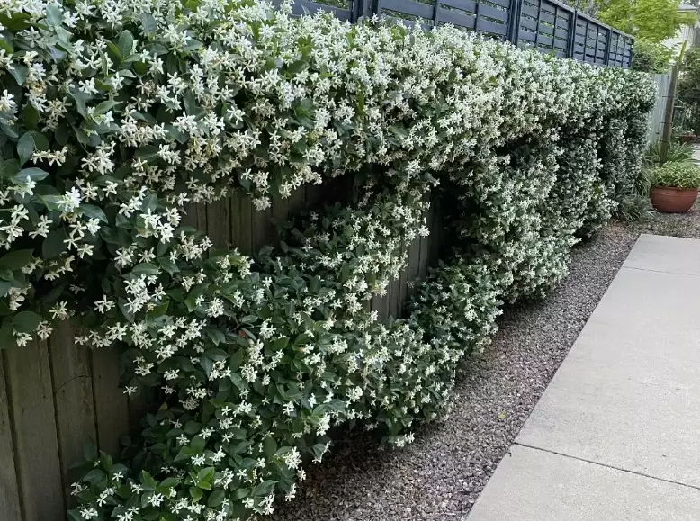 climbing jasmine support