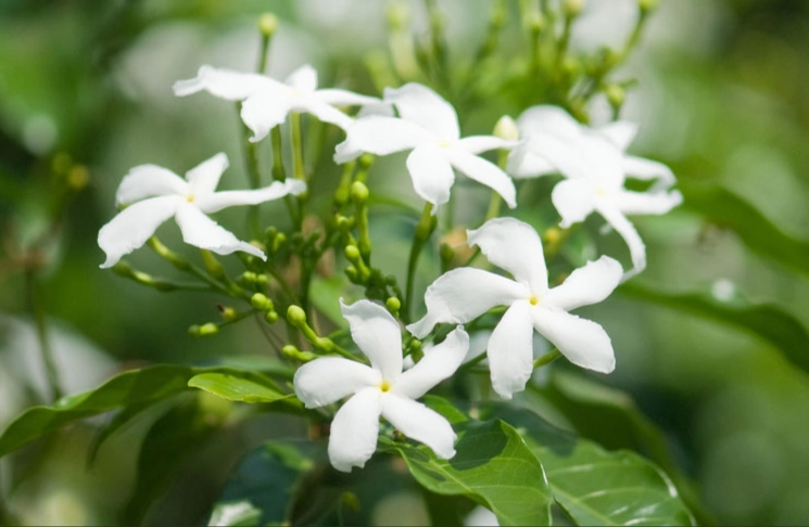 climbing jasmine support