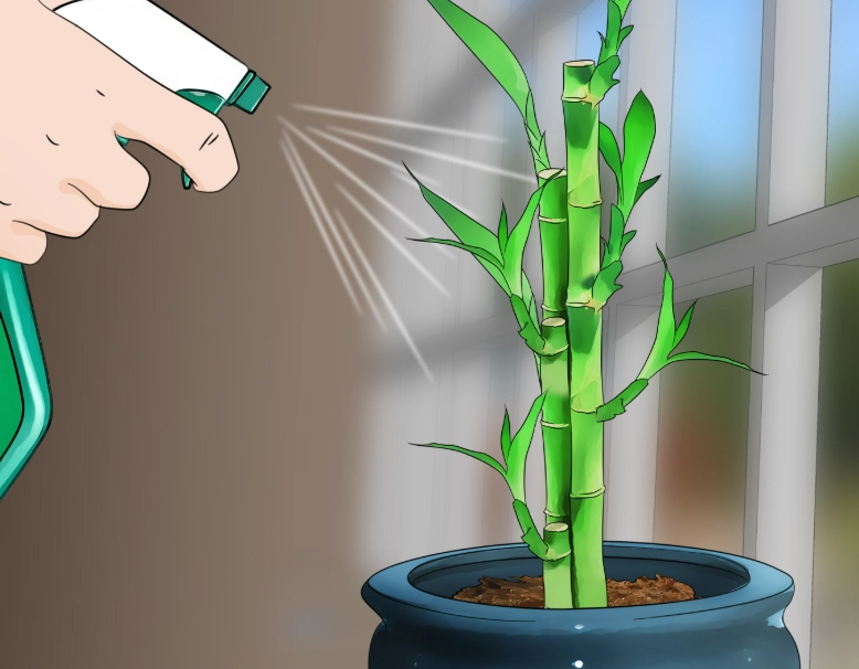 lucky bamboo care