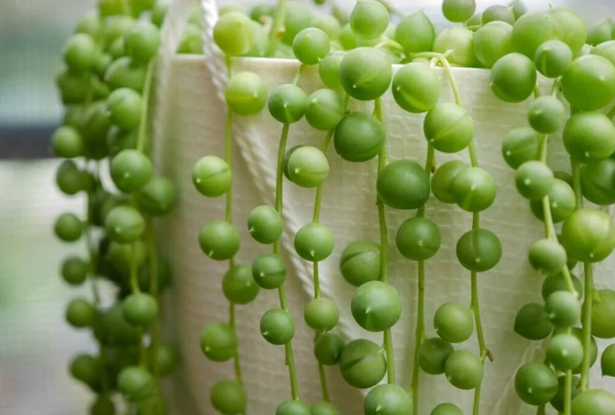 how to care for string of pearls