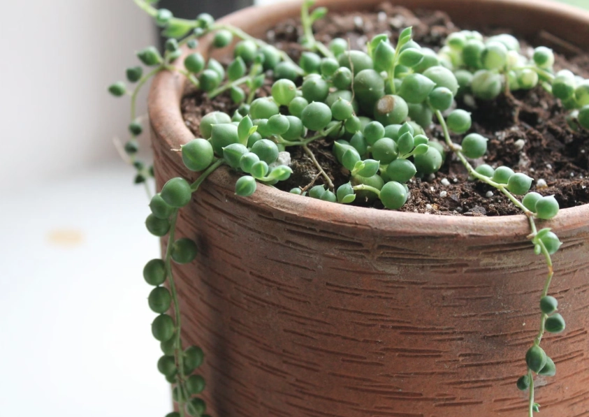 string of pearls watering