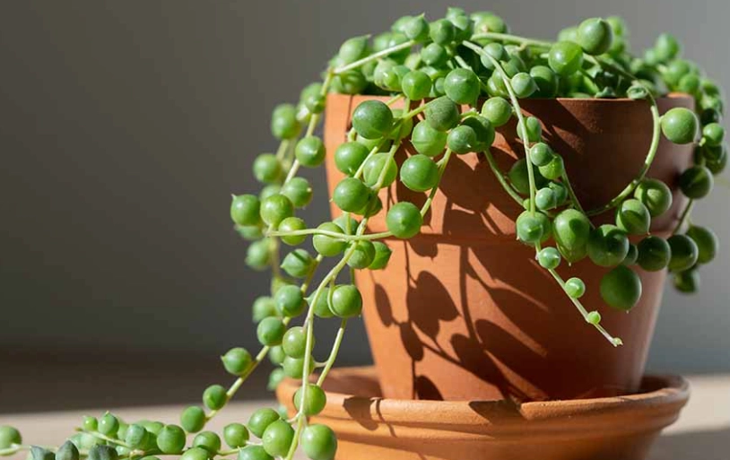 string of pearls plant care