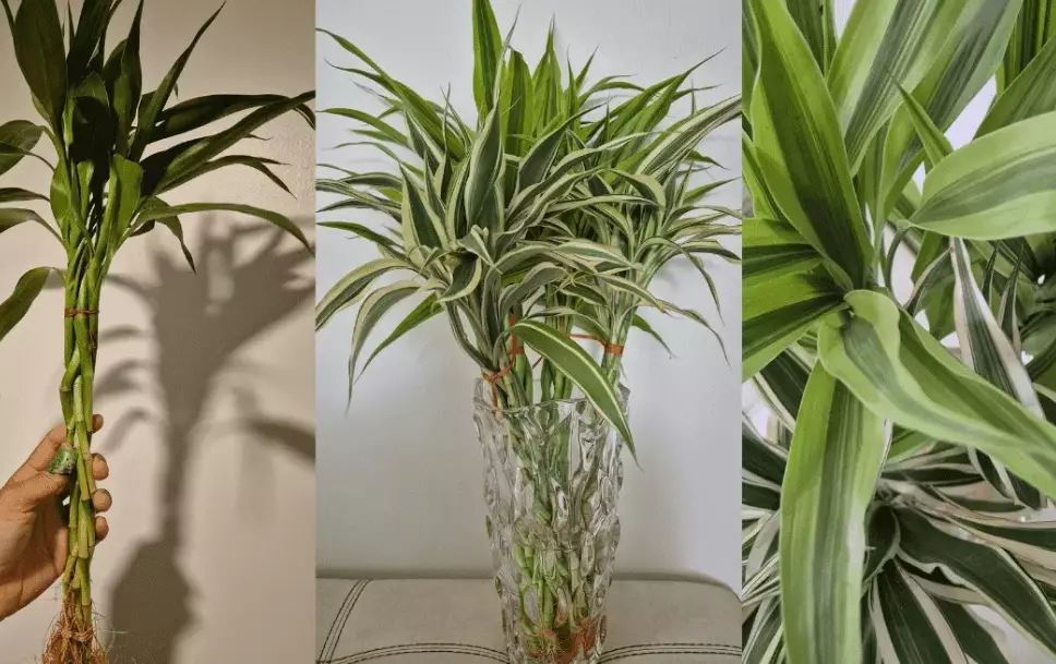 lucky bamboo plant care