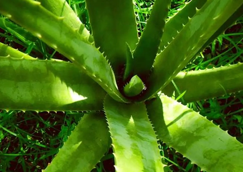 how to grow aloe vera how to grow aloe vera