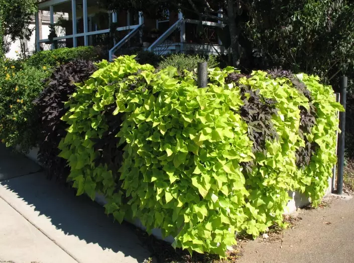 sweet potato vine