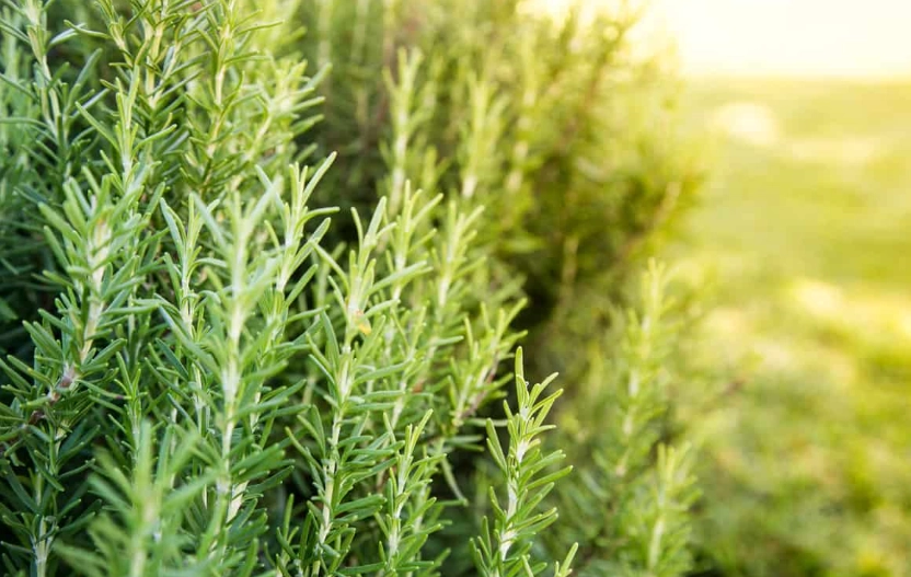 growing rosemary in shade