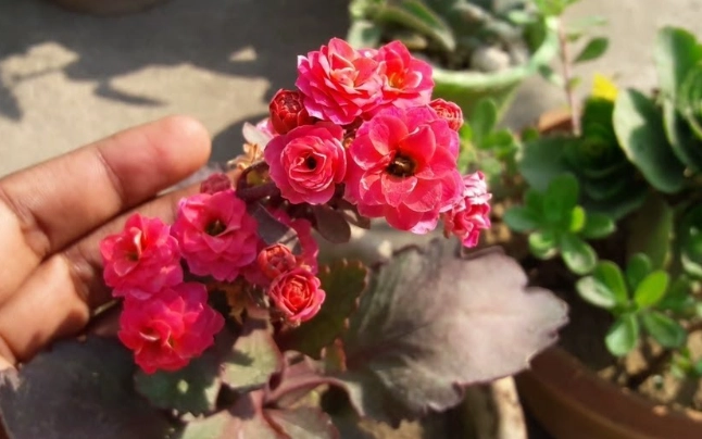 how to care for kalanchoe