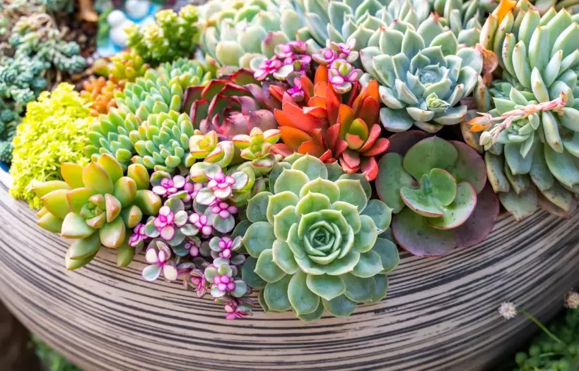 how to care for succulents how to care for succulents