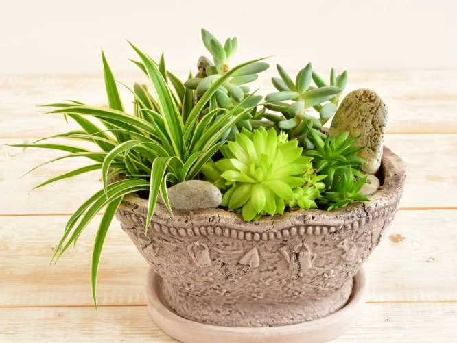 succulent pot ideas