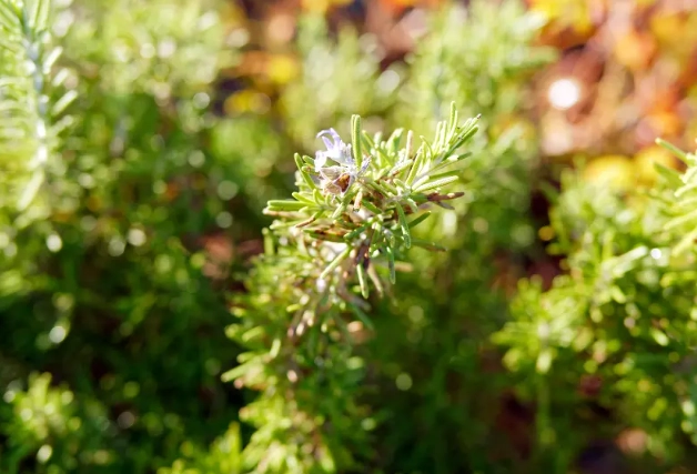 growing rosemary in shade