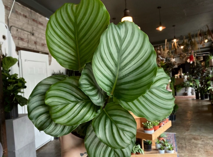 indoor plant decor