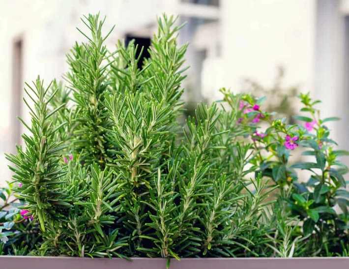 rosemary sunlight requirements