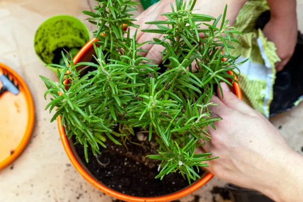 rosemary sunlight requirements