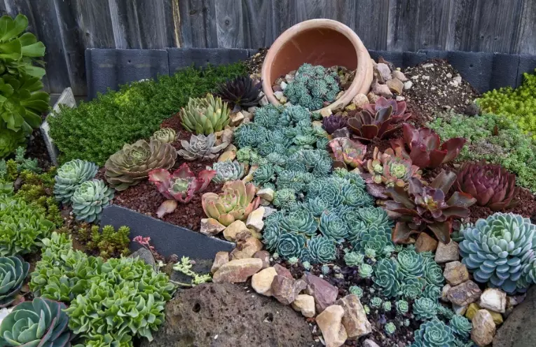 succulent soil mix succulent soil mix