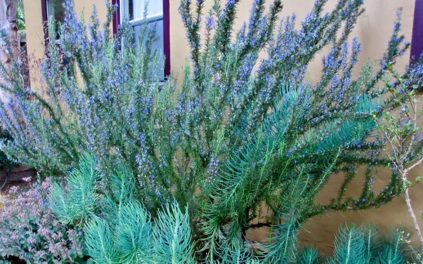 growing rosemary in shade