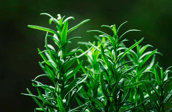 rosemary sunlight requirements