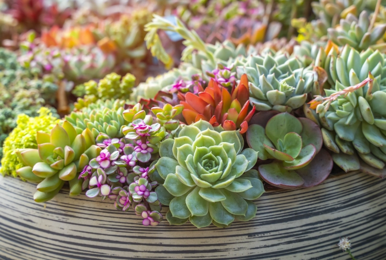 succulent garden ideas succulent garden ideas