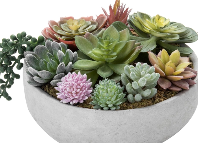 how to care for potted succulents