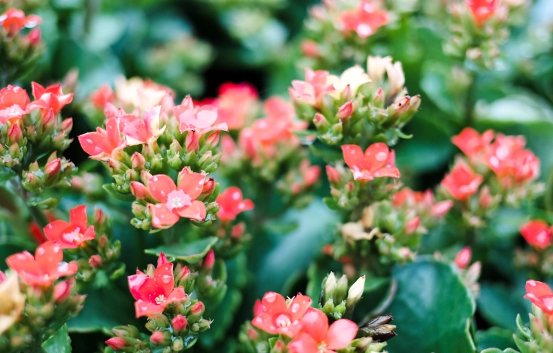 how to care for kalanchoe